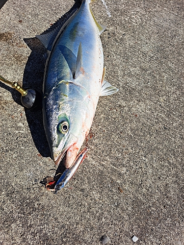 イナダの釣果