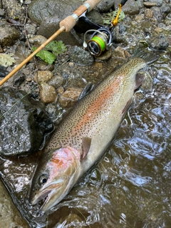 ニジマスの釣果