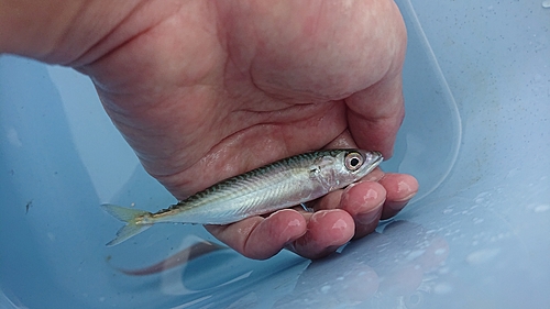 マサバの釣果