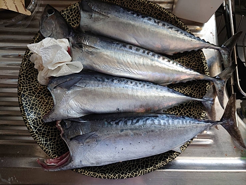 ソウダガツオの釣果