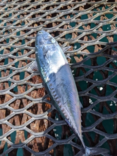 マルソウダの釣果