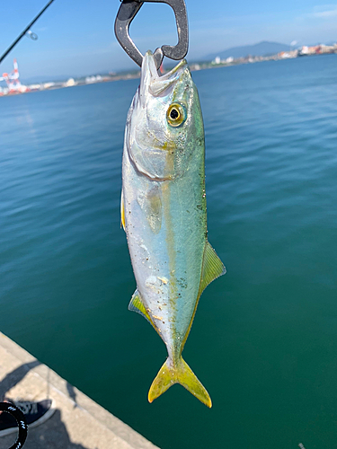 ワカシの釣果