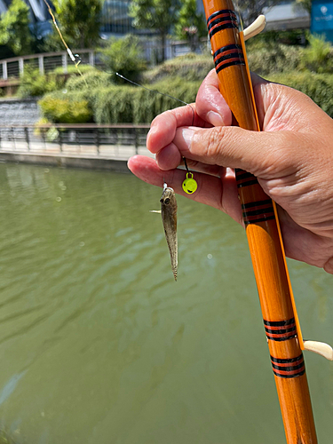 マハゼの釣果