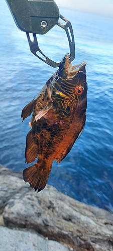 オハグロベラの釣果