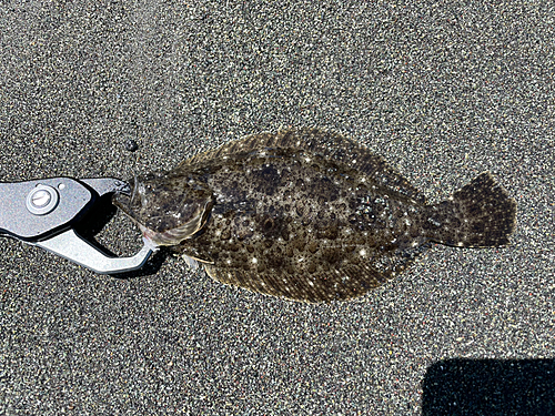 ソゲの釣果