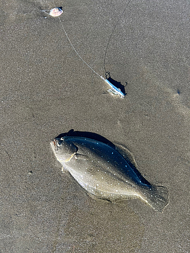 ソゲの釣果