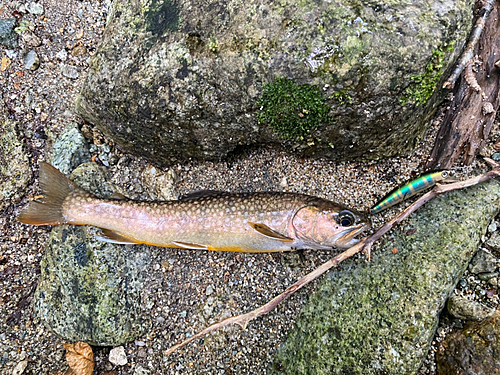 イワナの釣果