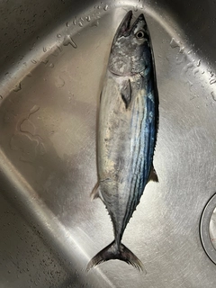 ハガツオの釣果