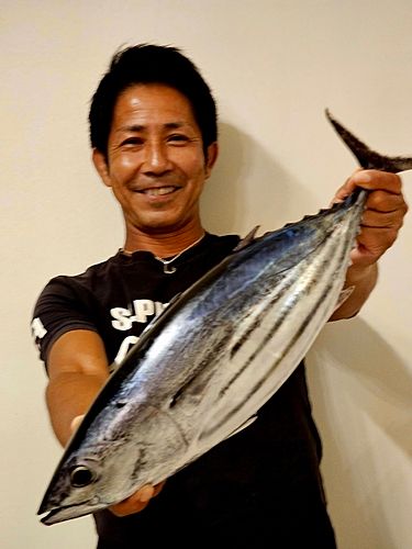 カツオの釣果