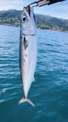 サバの釣果