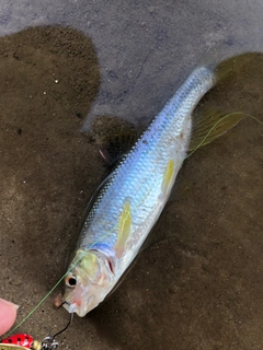 カワムツの釣果