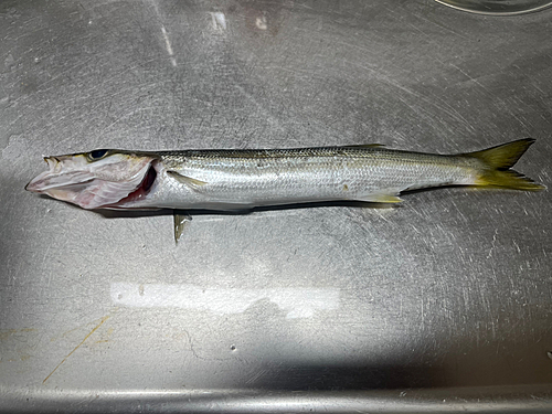 カマスの釣果