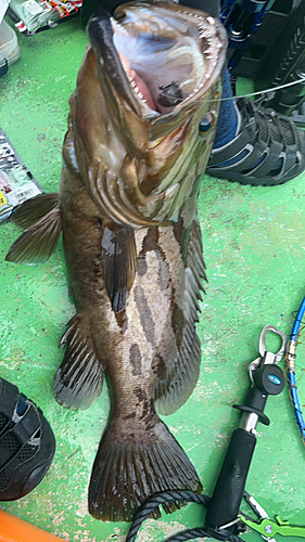 ホウキハタの釣果