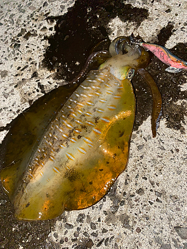 アオリイカの釣果