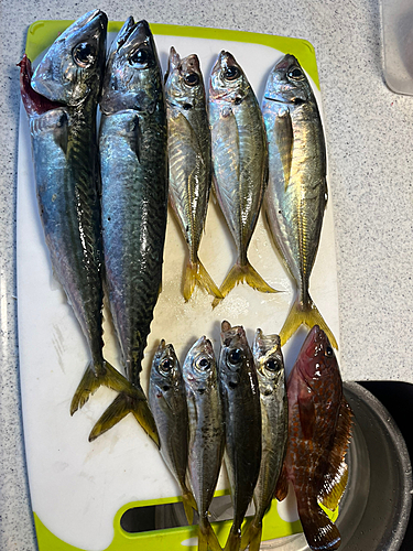 アジの釣果