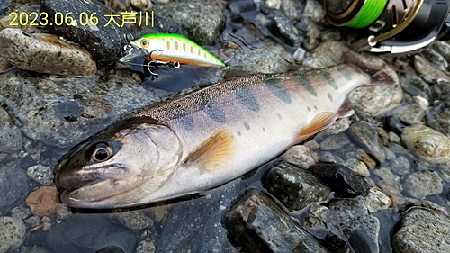 ヤマメの釣果