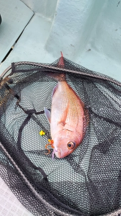 マダイの釣果