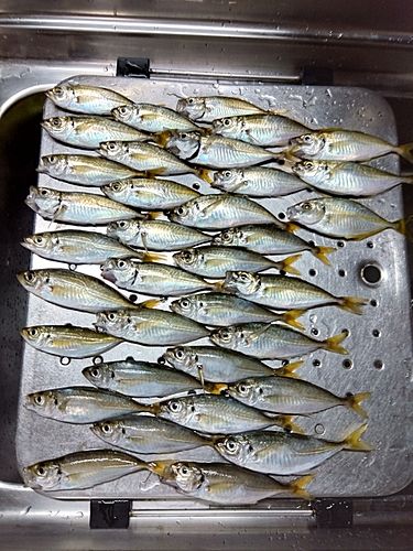 アジの釣果
