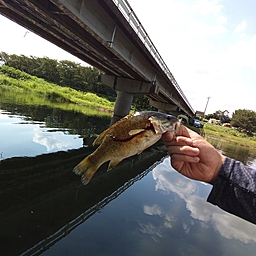 スモールマウスバス