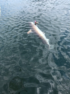 サメの釣果