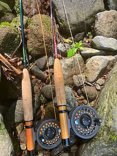 イワナの釣果