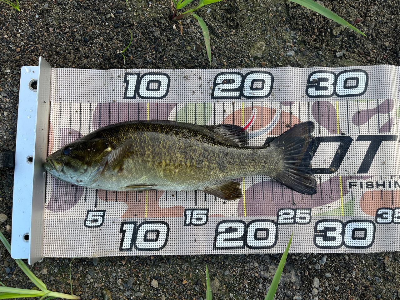 スモールマウスバス