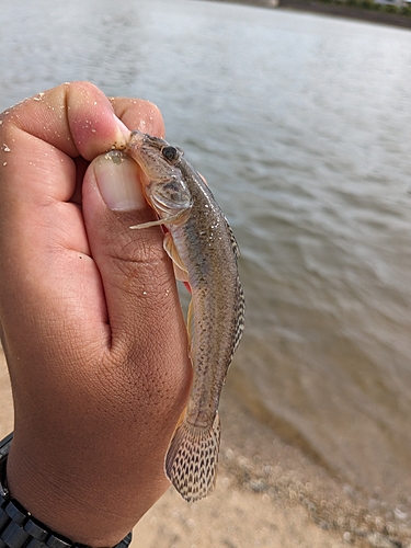 マハゼの釣果