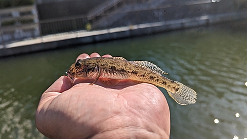 マハゼの釣果