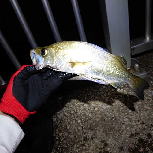 セイゴ（マルスズキ）の釣果