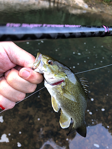 スモールマウスバスの釣果