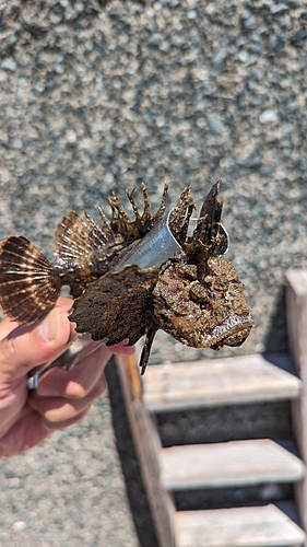 オニオコゼの釣果