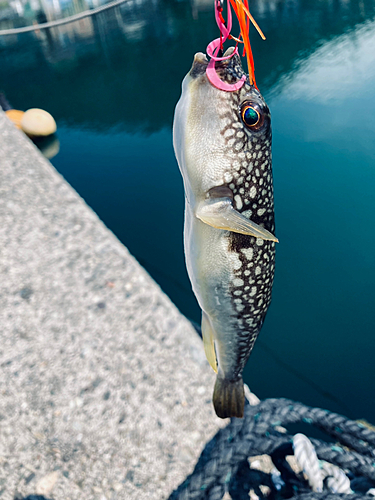 フグの釣果