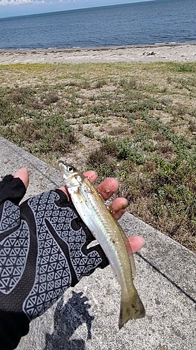 シロギスの釣果