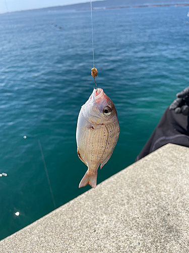 チダイの釣果