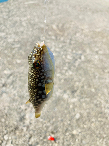 フグの釣果