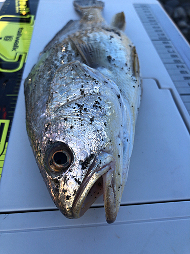 イシモチの釣果