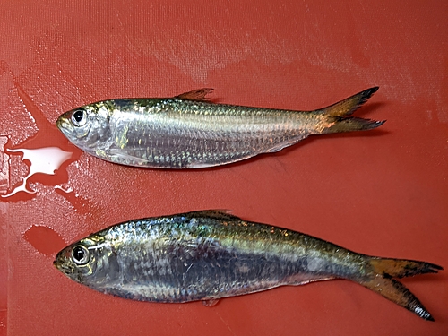 ママカリの釣果