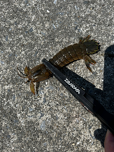 シャコの釣果