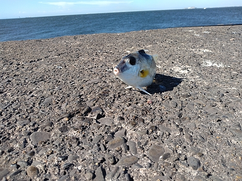 ギマの釣果