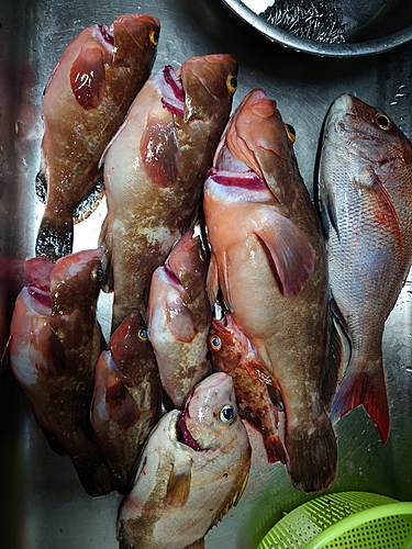 アコウの釣果