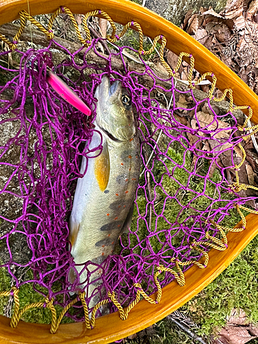 アマゴの釣果