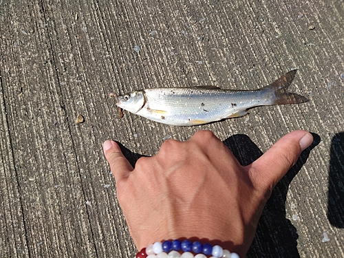 ウグイの釣果