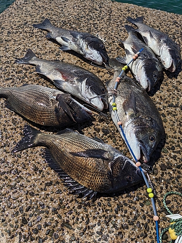 チヌの釣果