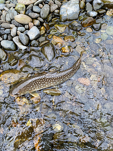 ニジマスの釣果