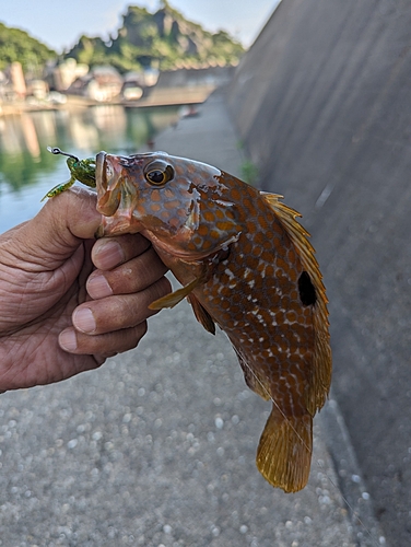 キジハタの釣果