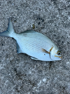 イスズミの釣果