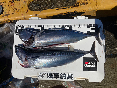 ソウダガツオの釣果