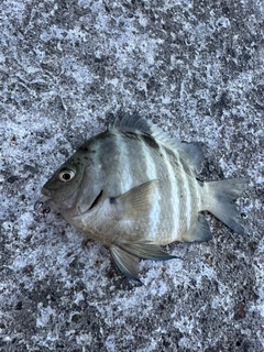 シマスズメダイの釣果