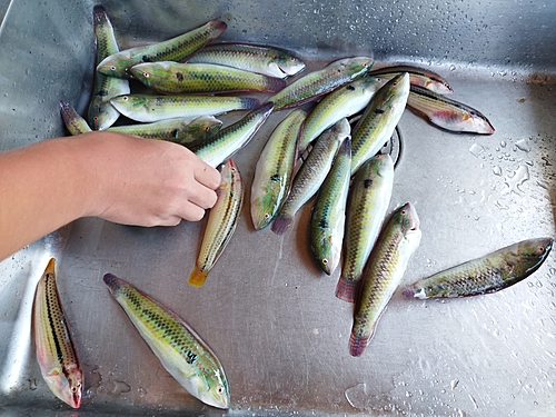 ベラの釣果