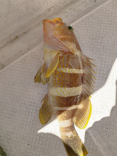 アオハタの釣果